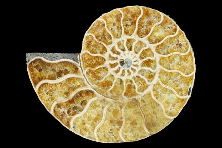 Cut & Polished Ammonite Fossil (Half) - Agate Replaced #146122